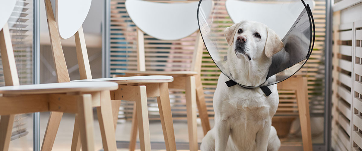 Especialidad en Fisioterapia veterinaria