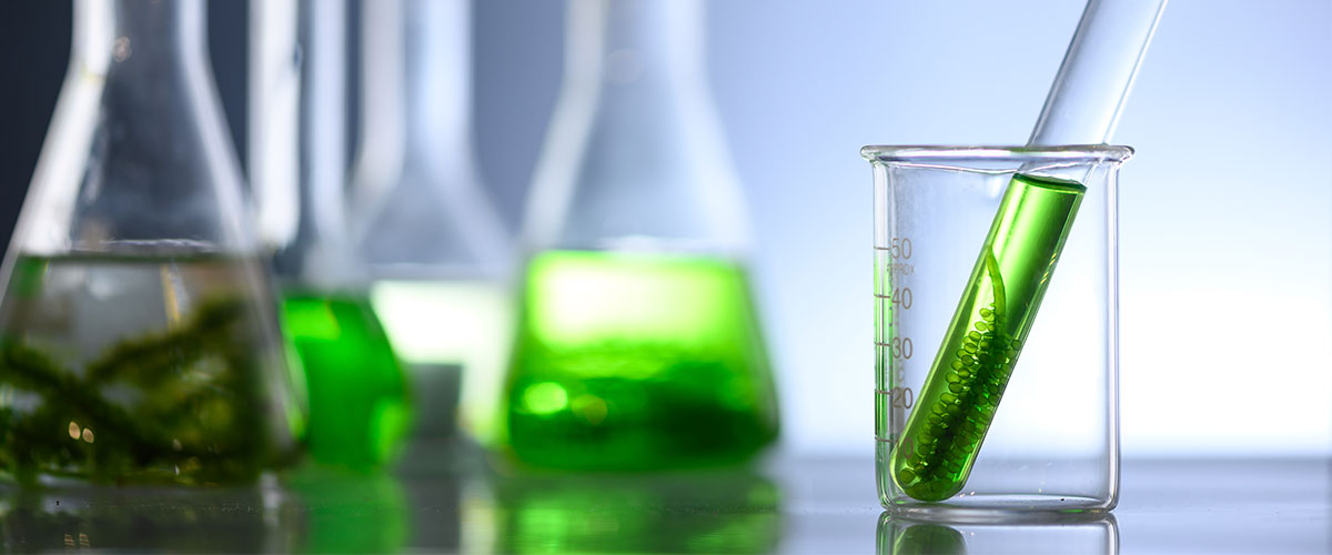 Especialidad en Biotecnología Vegetal