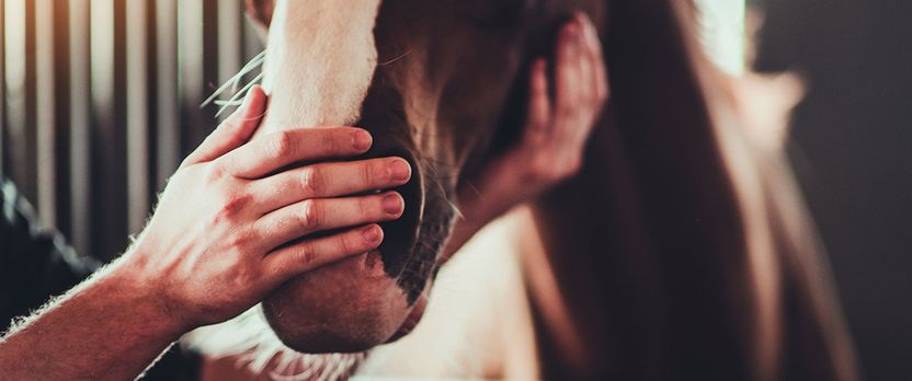 Curso en Itinerarios a Caballo