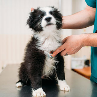 Experto Universitario en Práctica Clínica y Manejo Veterinario Avanzado