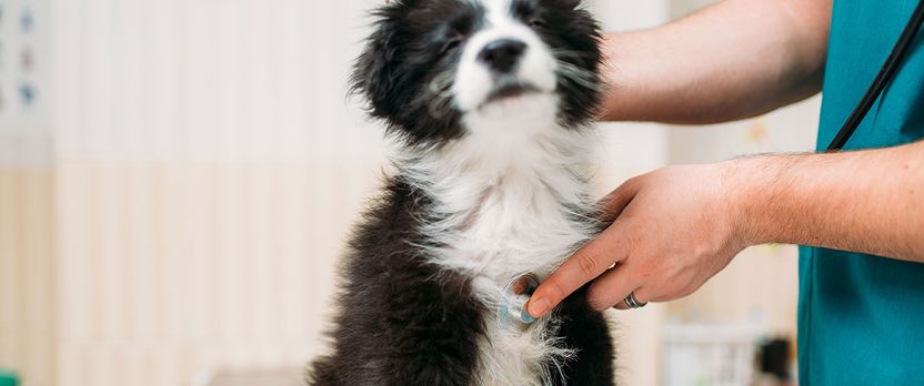 Experto Universitario en Práctica Clínica y Manejo Veterinario Avanzado