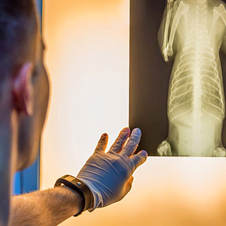 Curso Universitario de Especialización en Técnicas de Imagenología para Diagnósticos Veterinarios