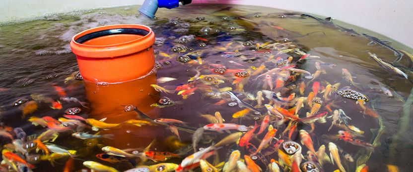 Curso de Desarrollo Profesional en Medicina Veterinaria en Acuicultura