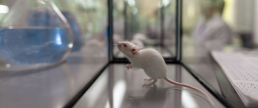 Curso de Desarrollo Profesional en Manipulación Genética Animal y Vegetal. Bioseguridad