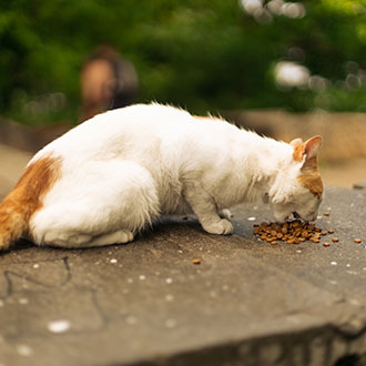 Curso Superior en Bases de la Nutrición Animal