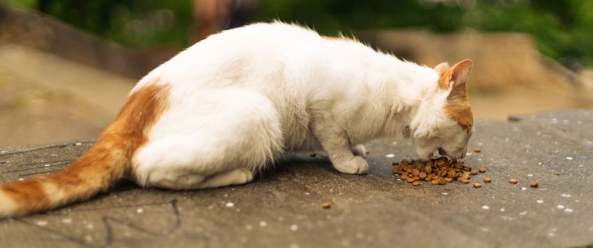 Curso Superior en Bases de la Nutrición Animal