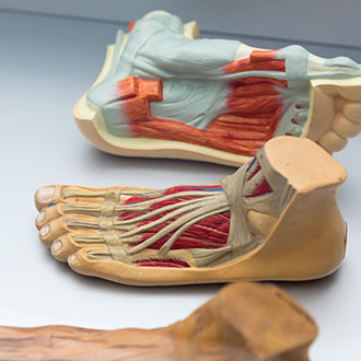 Curso Universitario de Especialización en Flebología