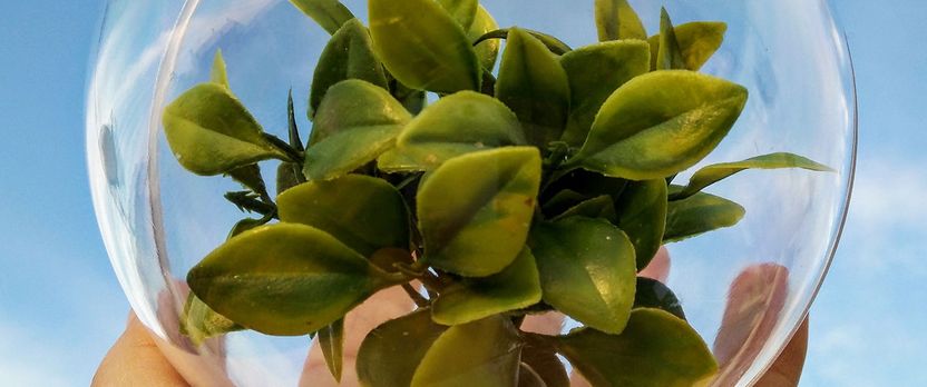 Experto Universitario en Estrategias y Soluciones para la Sostenibilidad Ecológica