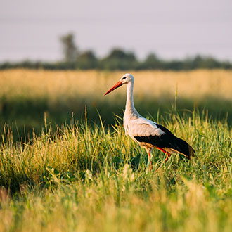 Curso Universitario de Especialización en el Estudio y Observación de las Aves