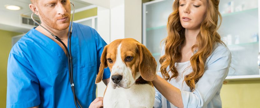 Curso en Integral en Cuidado, Manejo y Salud de Animales de Zoológico