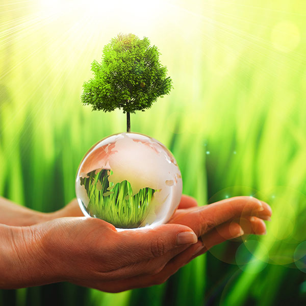 Curso Superior en Ecología y Medioambiente