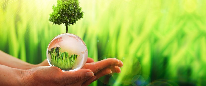 Curso Superior en Ecología y Medioambiente