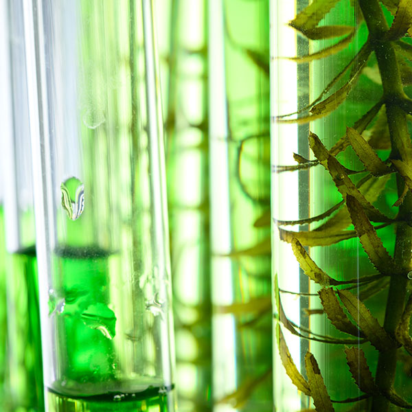Curso Universitario de Especialización en Especialización en Biotecnología Marina
