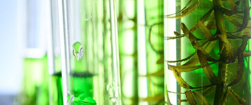 Curso Universitario de Especialización en Especialización en Biotecnología Marina