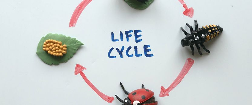 Curso Universitario de Especialización en Aplicaciones Prácticas de la Entomología