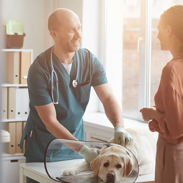 Curso Superior en Auxiliar de Veterinaria para Animales Exóticos