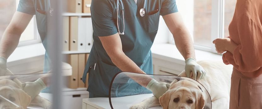 Curso Superior en Auxiliar de Veterinaria para Animales Exóticos