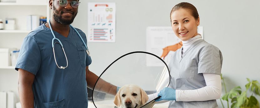 Curso Universitario de Especialización en Auxiliar Clínico Veterinario