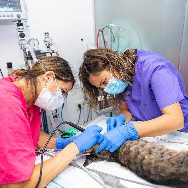Curso en Auxiliar de Clínica Veterinaria en Micromamíferos