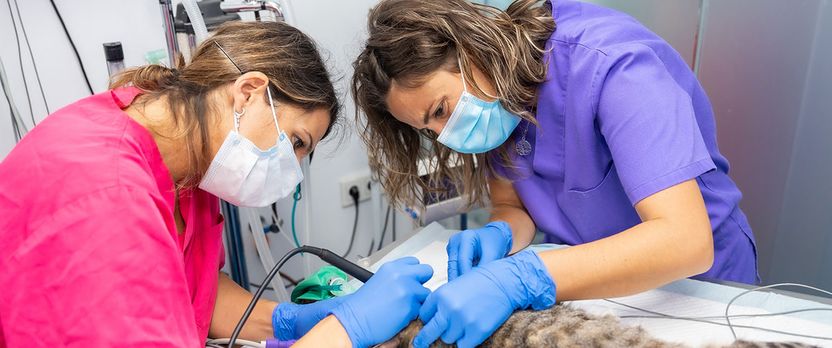 Curso en Auxiliar de Clínica Veterinaria en Micromamíferos