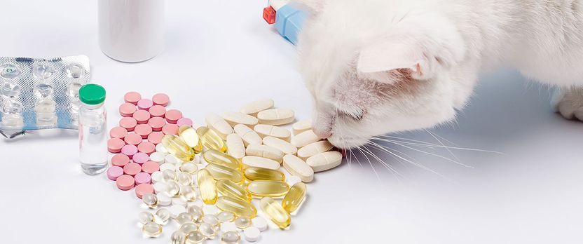 Curso Universitario de Especialización en Dietética y Nutrición Veterinaria