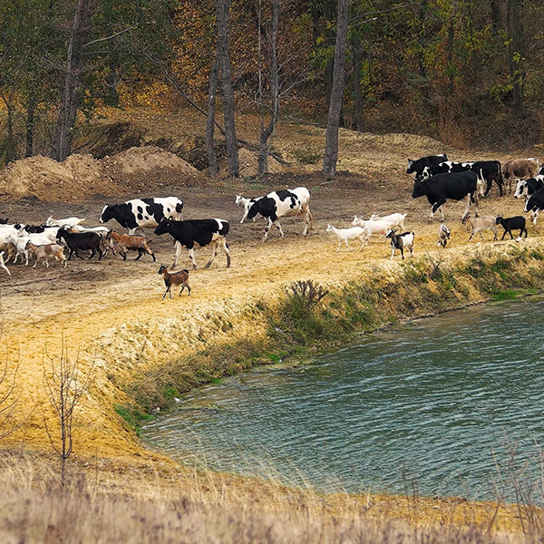 Curso de Desarrollo Profesional en Métodos Sostenibles en la Cría de Ganado Ecológico