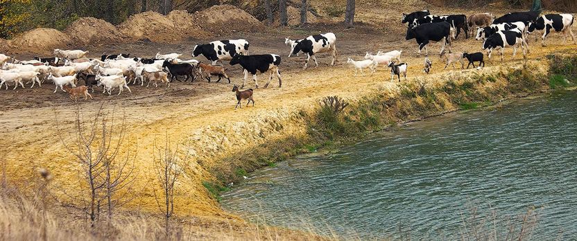 Curso de Desarrollo Profesional en Métodos Sostenibles en la Cría de Ganado Ecológico