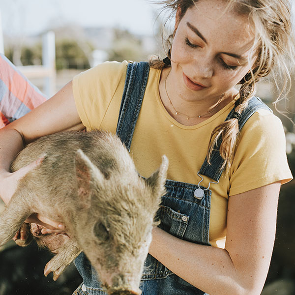 Curso en Técnico en Ganadería Porcina: Porcicultura