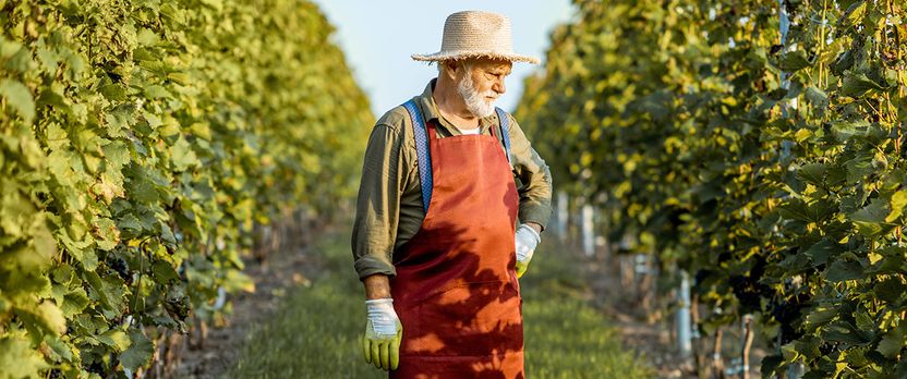 Especialista en Enología y Artesanía de Bebidas Espirituosas