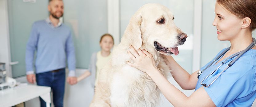 Experto Universitario en Asistencia Avanzada en Práctica Clínica Veterinaria