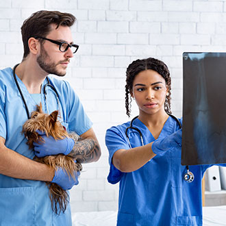 Curso Universitario de Especialización en Asistencia y Cuidados Técnicos en Veterinaria