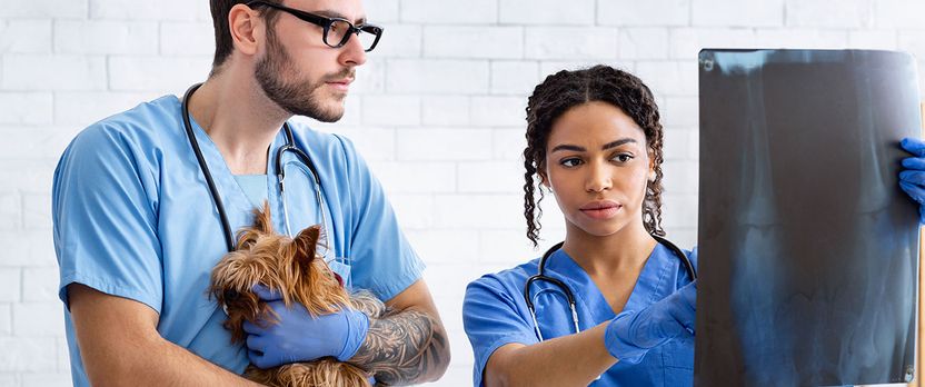 Curso Universitario de Especialización en Asistencia y Cuidados Técnicos en Veterinaria