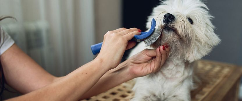 Curso Superior en Estética y Peluquería Canina y Felina