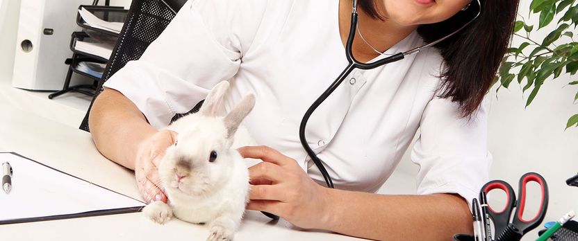 Curso de Desarrollo Profesional en Técnico en PRL en Veterinaria
