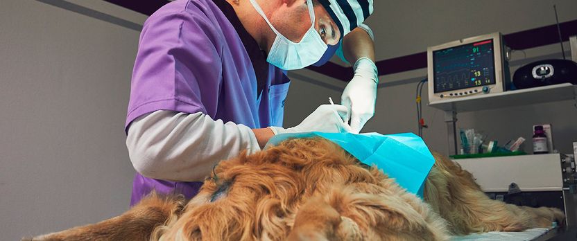 Curso Universitario de Especialización en Urgencias Veterinarias y Quirófanos