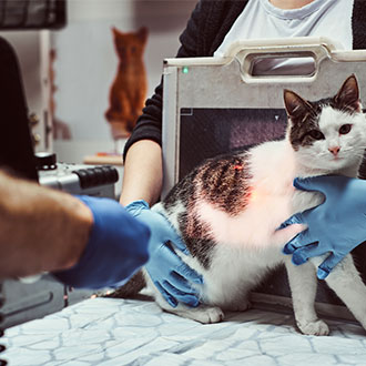 Curso Universitario de Especialización en Auxiliar de Veterinaria