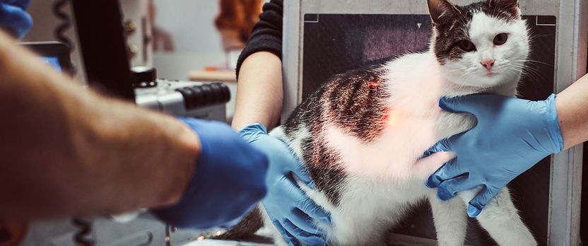 Curso Universitario de Especialización en Auxiliar de Veterinaria