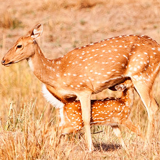 Curso en Comportamiento, Manejo y Bienestar de Animales Salvajes en cautividad