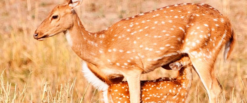 Curso en Comportamiento, Manejo y Bienestar de Animales Salvajes en cautividad