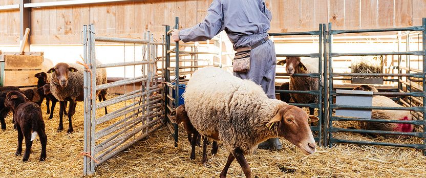 Curso en Salud y Seguridad en el Manejo de Animales, Zoonosis y Productos Peligrosos
