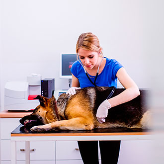 Curso de Desarrollo Profesional en Fisioterapia Veterinaria: Evaluación, Terapias y Rehabilitación Animal