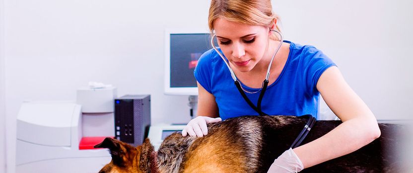 Curso de Desarrollo Profesional en Fisioterapia Veterinaria: Evaluación, Terapias y Rehabilitación Animal
