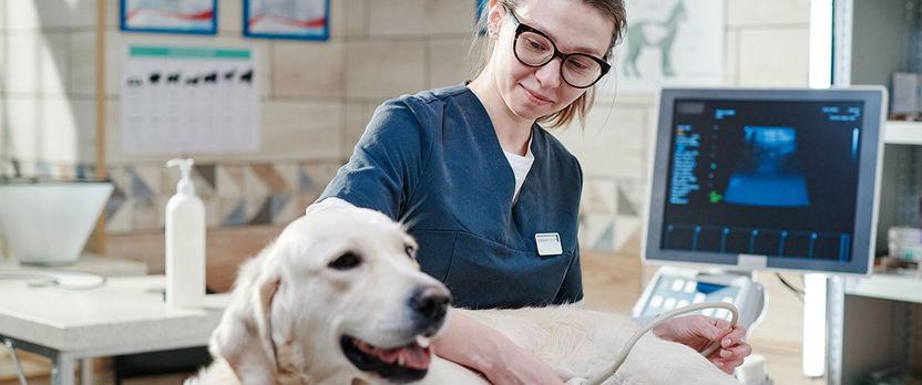 Curso en Procedimientos Radiológicos y Ecográficos para Personal Veterinario
