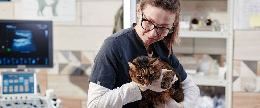 Curso de Desarrollo Profesional en Oncología Veterinaria: Diagnóstico, Tratamiento y Técnicas de Imagen Clínica