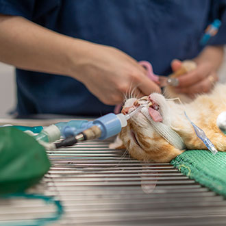 Curso de Desarrollo Profesional en Técnicas de Anestesia y Ventilación en Pacientes Veterinarios