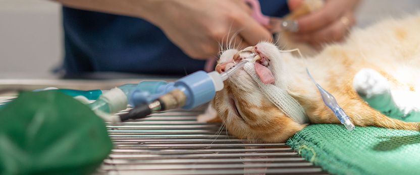 Curso de Desarrollo Profesional en Técnicas de Anestesia y Ventilación en Pacientes Veterinarios