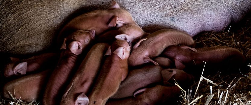 Curso de Desarrollo Profesional en Urgencias Reproductivas en Veterinaria Clínica