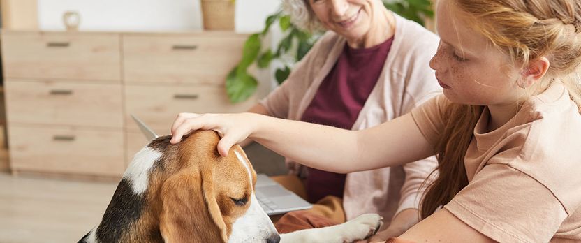 Curso de Desarrollo Profesional en Aplicación de la Terapia Asistida con Animales en Psicología y Educación