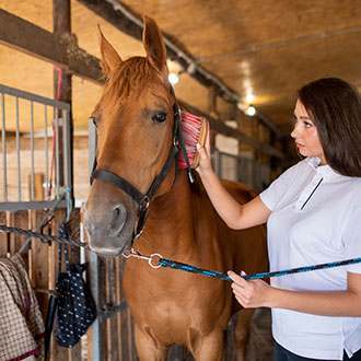 Curso de Desarrollo Profesional en Manejo Integral, Higiene y Cuidados del Ganado Equino en Entornos Profesionales
