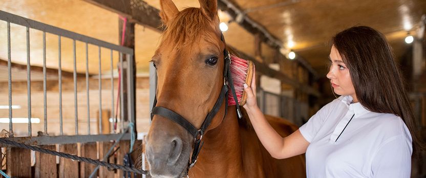 Curso de Desarrollo Profesional en Manejo Integral, Higiene y Cuidados del Ganado Equino en Entornos Profesionales
